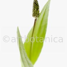 Spitzwegerich-Plantago-lanceolata-51