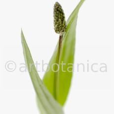 Spitzwegerich-Plantago-lanceolata-50