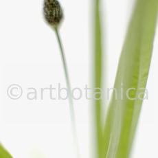 Spitzwegerich-Plantago-lanceolata-35
