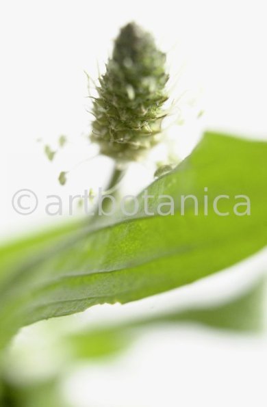 Spitzwegerich-Plantago-lanceolata-16