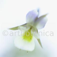 Stiefmütterchen-Viola-tricolor-7