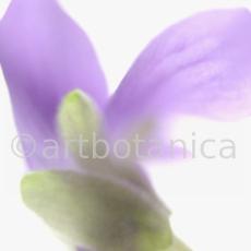 Veilchen-Viola-odorata-14