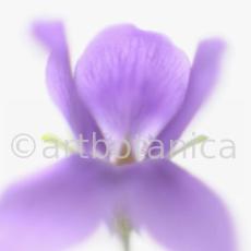 Veilchen-Viola-odorata-15