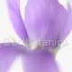Veilchen - Viola odorata