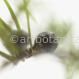 Wacholder- Juniperus communis