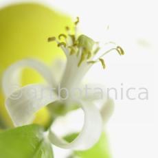 Zitrone-Cirtus-limon-7