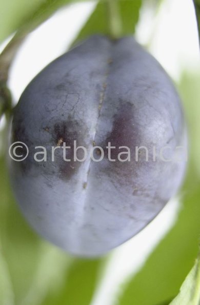 Zwetschge-Prunus-domestica-13