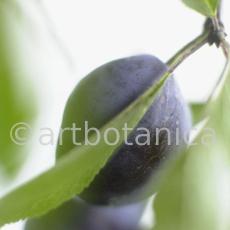 Zwetschge-Prunus-domestica-6