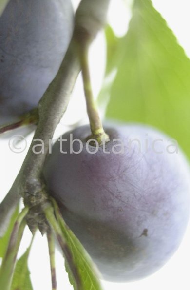 Zwetschge-Prunus-domestica-1