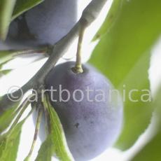 Zwetschge-Prunus-domestica-10