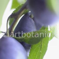 Zwetschge-Prunus-domestica-4