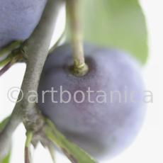 Zwetschge-Prunus-domestica-12