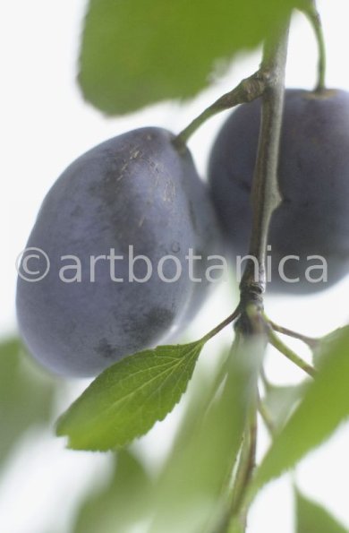 Zwetschge-Prunus-domestica-9