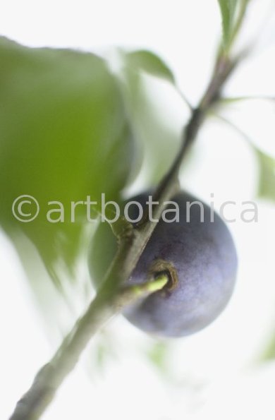 Zwetschge-Prunus-domestica-8