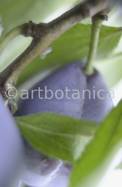 Zwetschge-Prunus-domestica-2