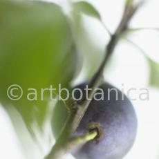Zwetschge-Prunus-domestica-8