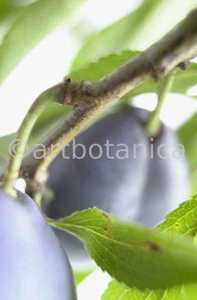 Zwetschge-Prunus-domestica-3