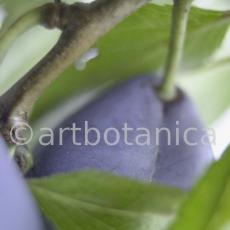 Zwetschge-Prunus-domestica-2