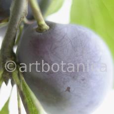 Zwetschge-Prunus-domestica-11