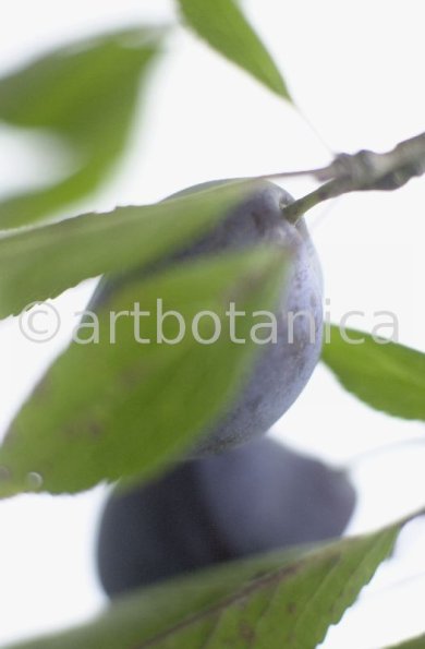 Zwetschge-Prunus-domestica-7