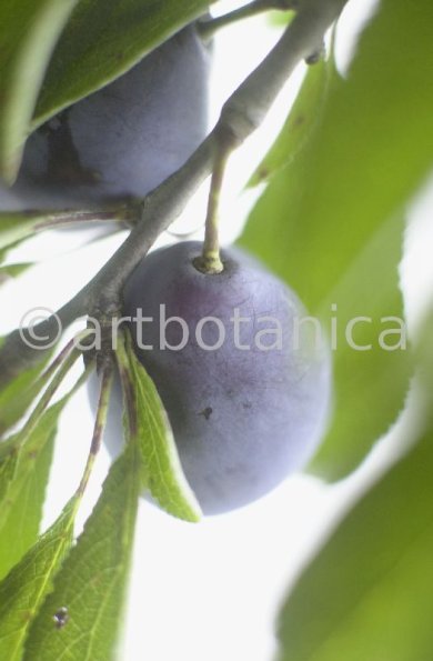 Zwetschge-Prunus-domestica-10