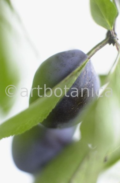 Zwetschge-Prunus-domestica-6