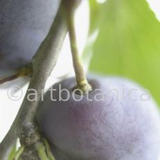 Zwetschge-Prunus-domestica-1