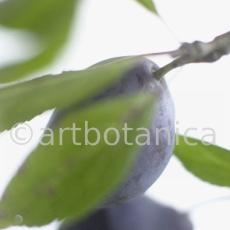 Zwetschge-Prunus-domestica-7