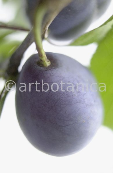 Zwetschge-Prunus-domestica-14