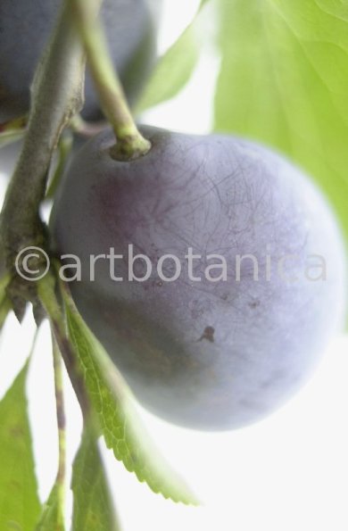 Zwetschge-Prunus-domestica-11