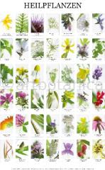 Heilpflanzenplakat
