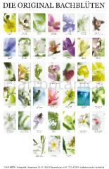 Bachblütenplakat