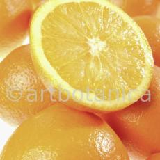 Kochen-Frucht-Orange-16