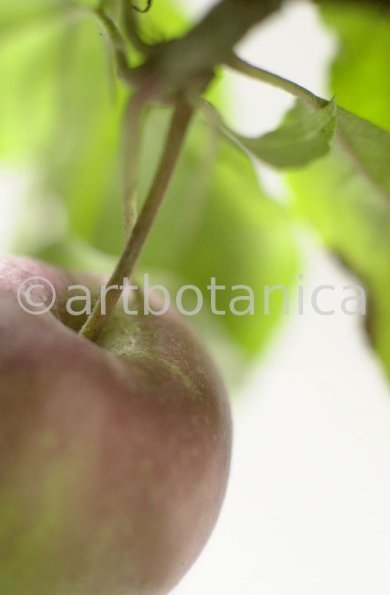 Kochen-Frucht-Apfel-9