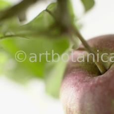 Kochen-Frucht-Apfel-12