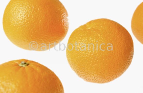 Kochen-Frucht-Orange-8