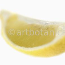 Kochen-Frucht-Zitrone-5