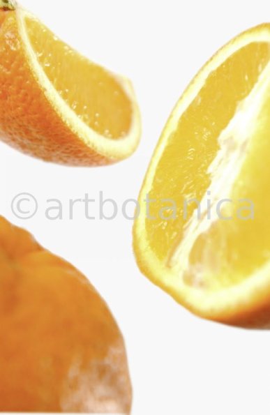 Kochen-Frucht-Orange-10