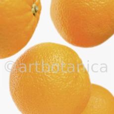 Kochen-Frucht-Orange-7