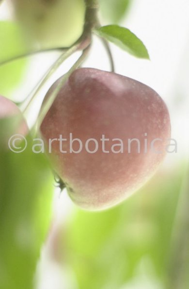 Kochen-Frucht-Apfel-19