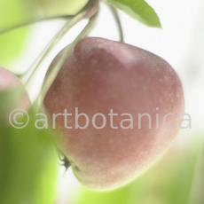 Kochen-Frucht-Apfel-19
