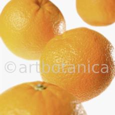 Kochen-Frucht-Orange-9