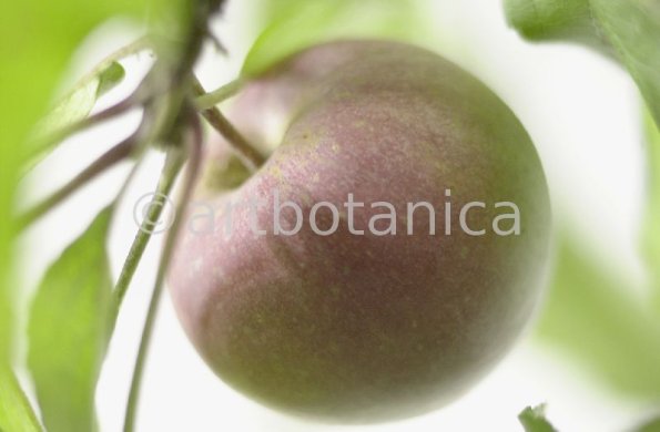 Kochen-Frucht-Apfel-14