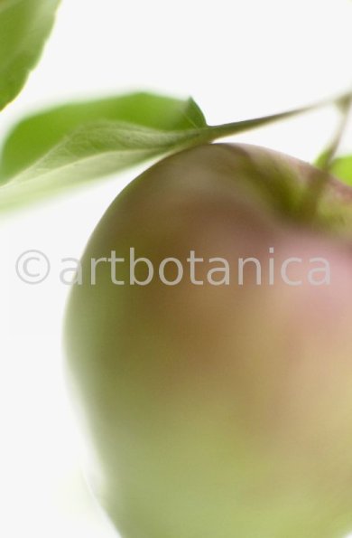 Kochen-Frucht-Apfel-11