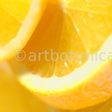 Kochen-Frucht-Orange-4