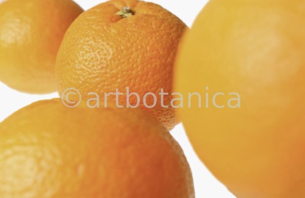 Kochen-Frucht-Orange-6