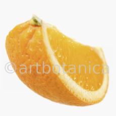 Kochen-Frucht-Orange-13