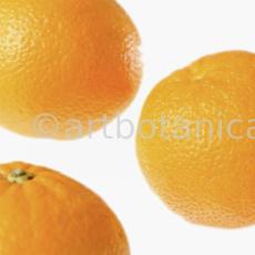 Kochen-Frucht-Orange-8