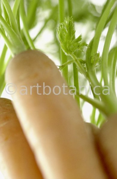 Kochen-Gemüse-Karotte-11