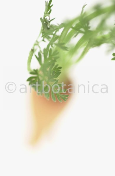 Kochen-Gemüse-Karotte-12